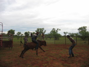 Future rodeo stars learning about the dynamics of cattle at Mount Pierre Station in the Kimberley